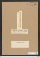 Nitzschia plana var. zebuana Castr. (de-Toni-Nr.: Genus 47, Species 2015) Zeichnungen Sammlung Grunow Nr. 3987 (NHMW-BOT-W0371767)